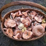 Kako preraditi gljive nakon berbe